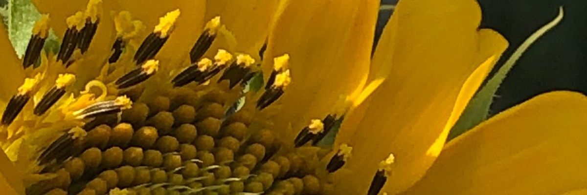 ROOZ banner