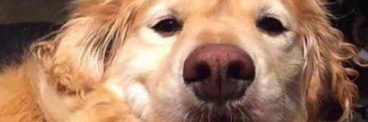 staniceksu's profile banner image