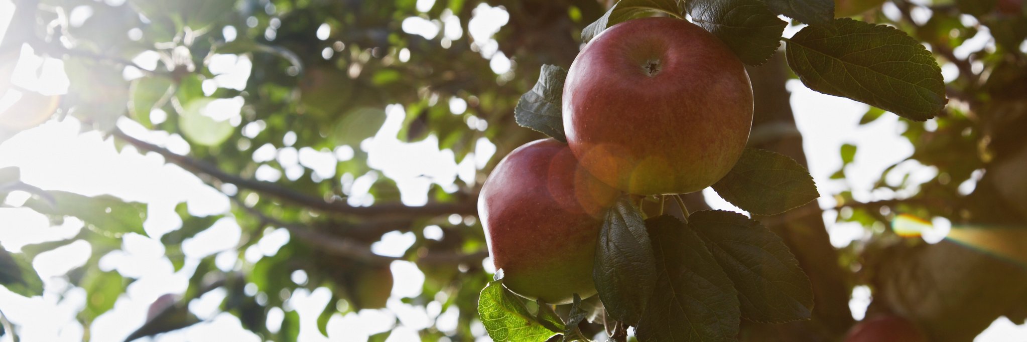Spoke + Spy Ciderworks banner