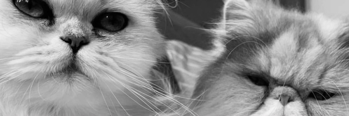 AlexHdn2's profile banner image