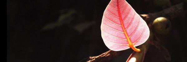 ceetee Profile Banner