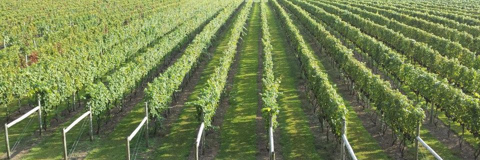 Maryland Wine Pass banner