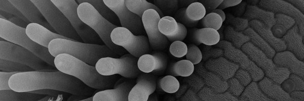 GeitmannLab Profile Banner