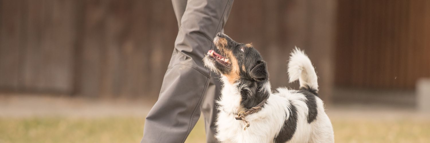 DogsbyLinda's profile banner image
