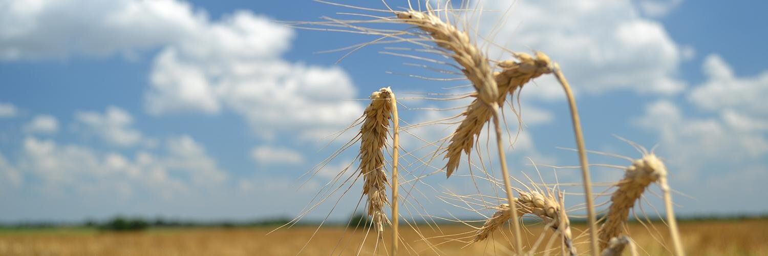 WhiteCommercial banner