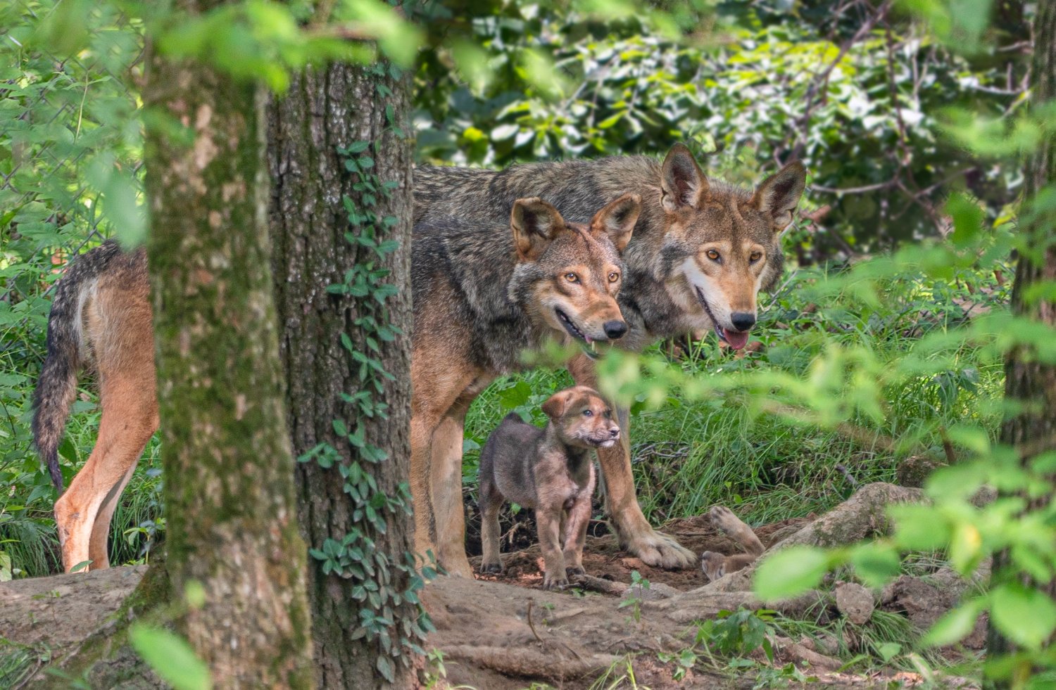 EndangeredWolfCenter banner