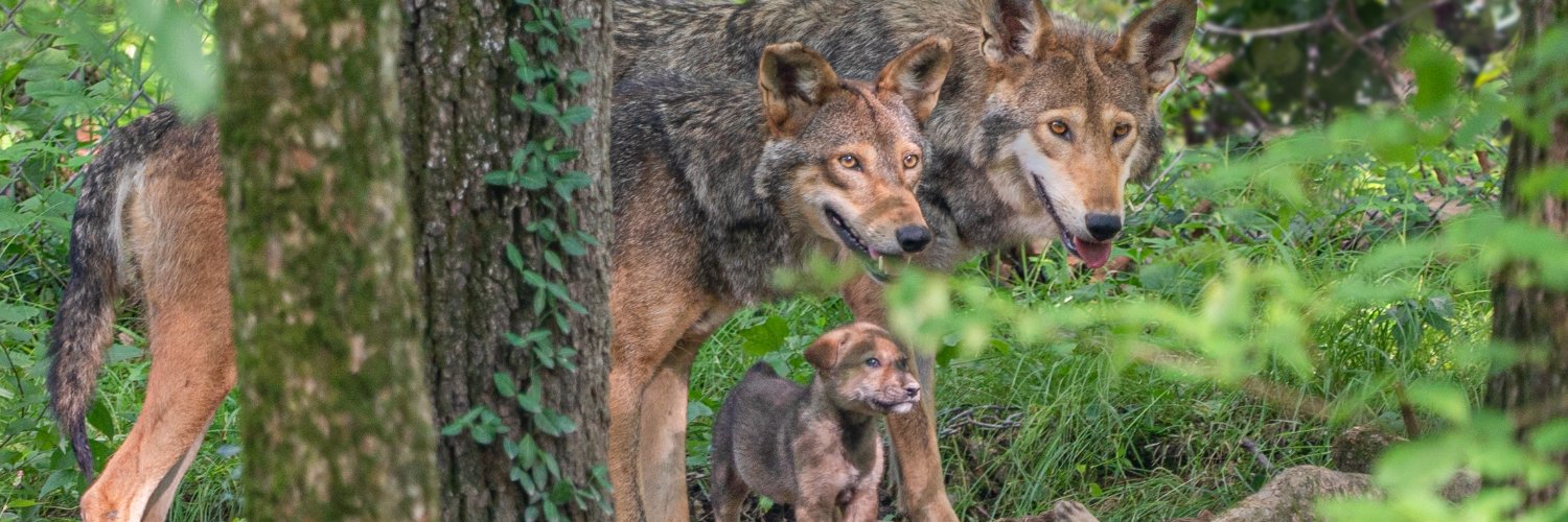 EndangeredWolfCenter Profile Banner