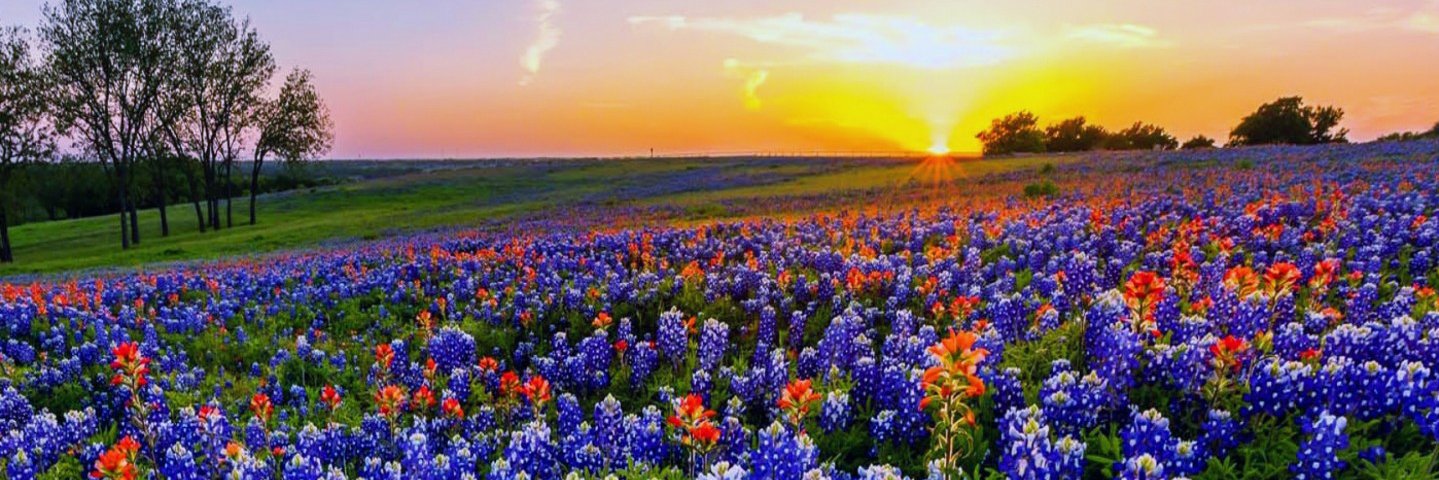 David  Dawson banner