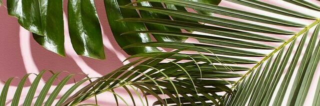 scolasticaa's profile banner image
