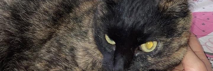 pedroheja's profile banner image