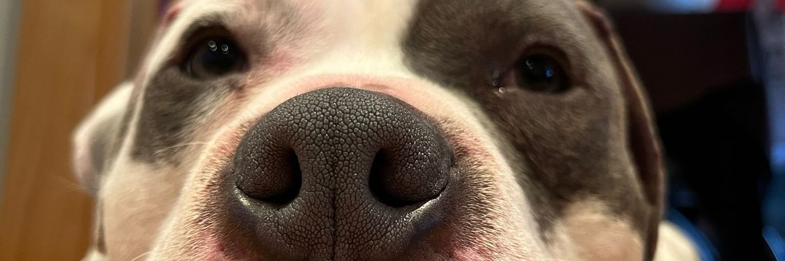 perecitoO's profile banner image