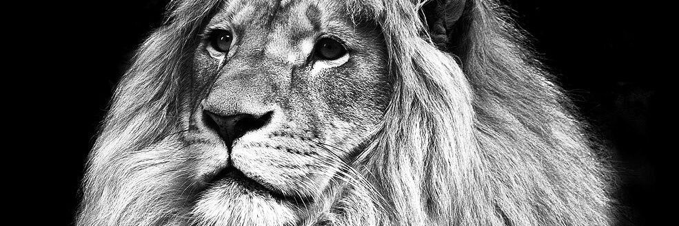 MonterFrancisco's profile banner image