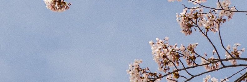 🌼 banner