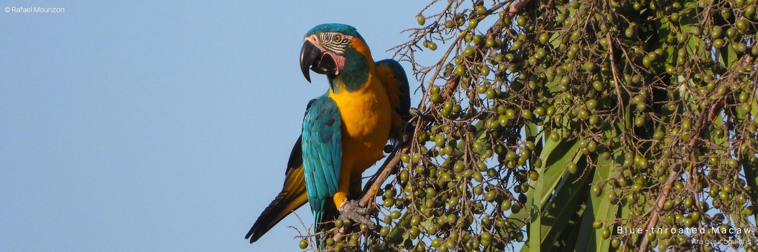 World Parrot Trust banner