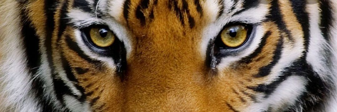 Tigerstar21's profile banner image