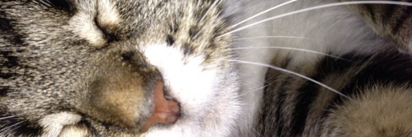 LexxiBishop Profile Banner