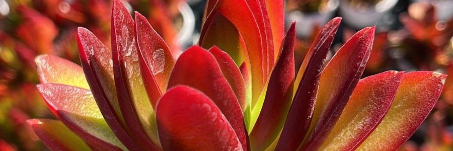 मनीष कुमार banner