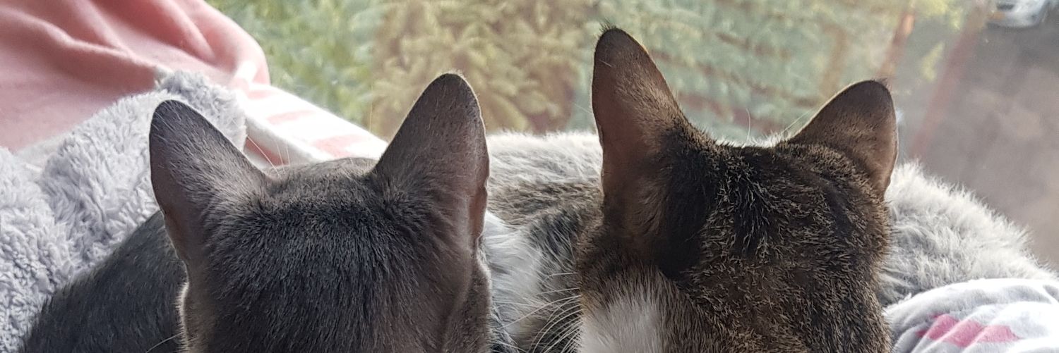 danyva89's profile banner image