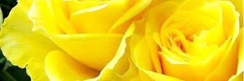 enrodi's profile banner image