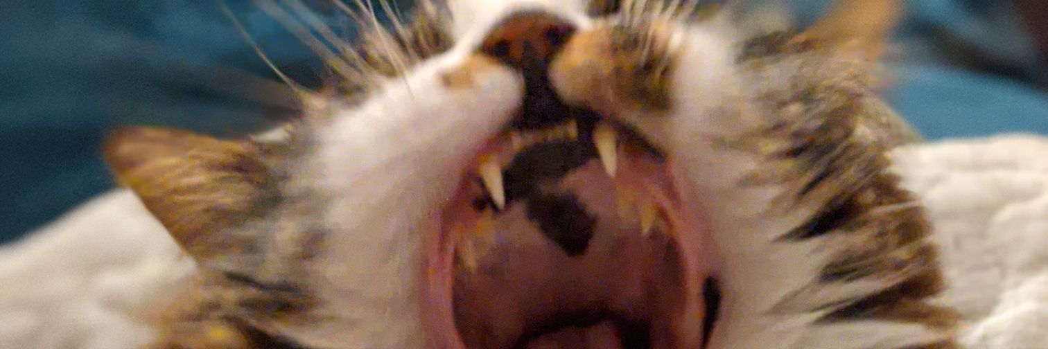 LoloLoaf's profile banner image