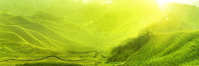 Kelly Markgraf banner