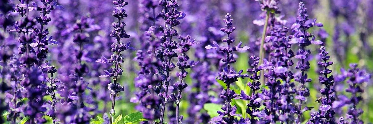 ℑ𝔫𝔬 𝔜𝔞𝔪𝔞𝔫𝔞𝔨𝔞 banner