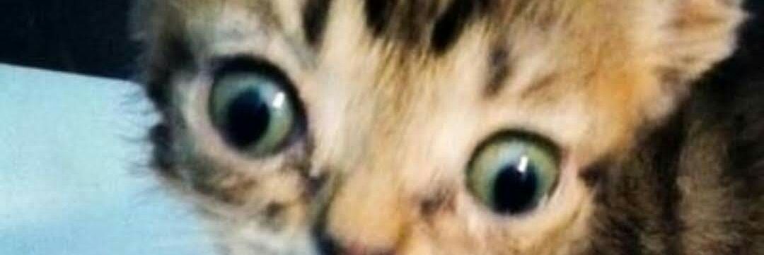ReichellGuada_'s profile banner image