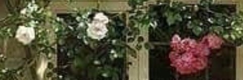 Primrose🇮🇳 banner