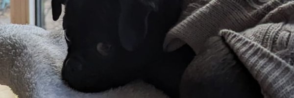 Phantomles_XD Profile Banner