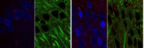 luisavlopes Profile Banner