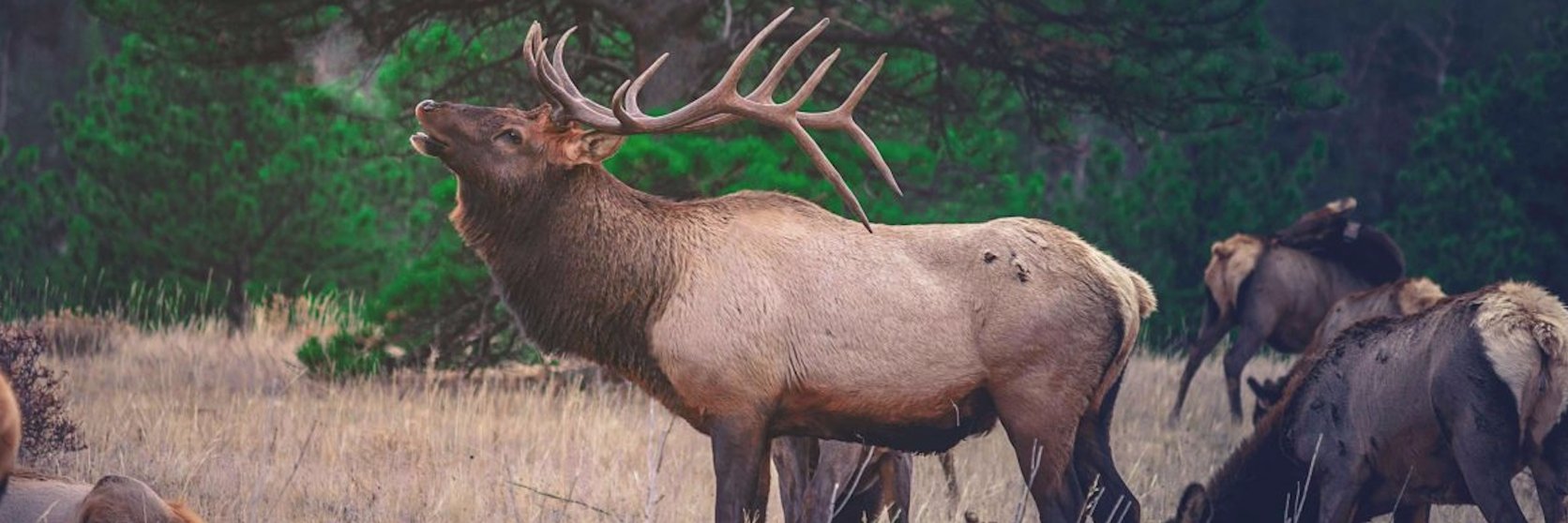 Conservationfwd's profile banner image