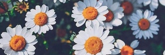 Amrola_'s profile banner image