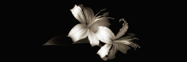 labubuT__T Profile Banner