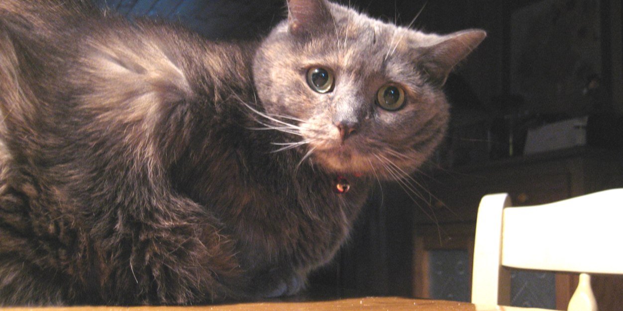 PolitiCatLady's profile banner image
