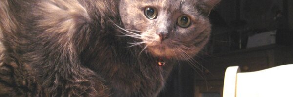 PolitiCatLady Profile Banner