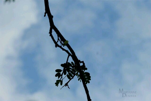 MJ_desouza88's profile banner image