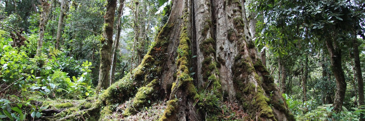 Forest Biodiversity Research Network banner