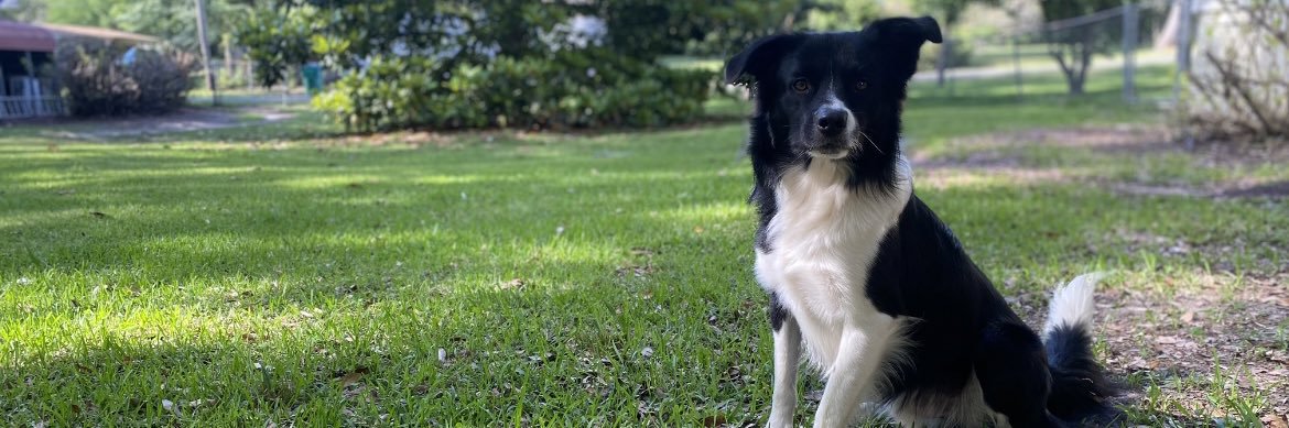 Jackson Howell banner