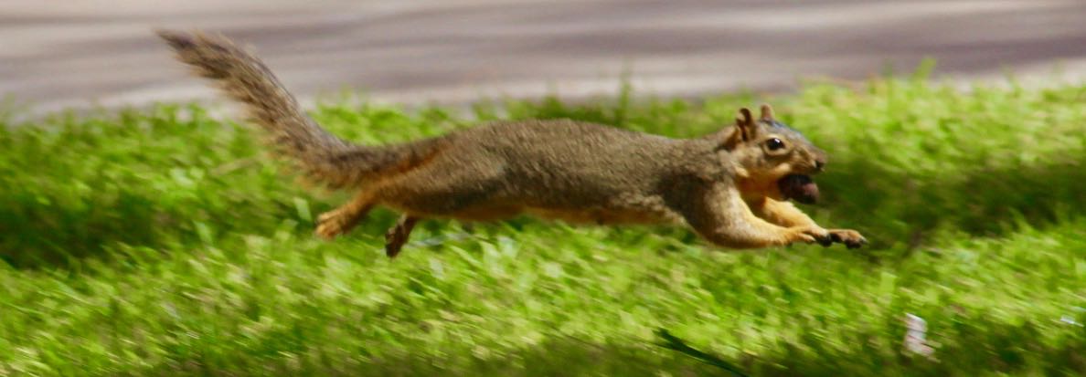 Sciuridaely 🐿 banner