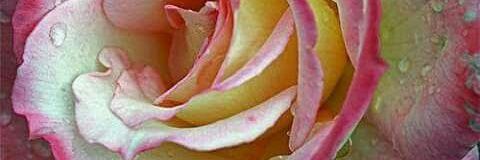 Fatimaele13's profile banner image