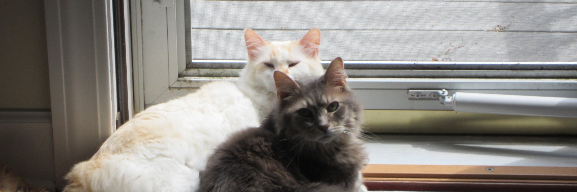 Benjamin Anderson banner