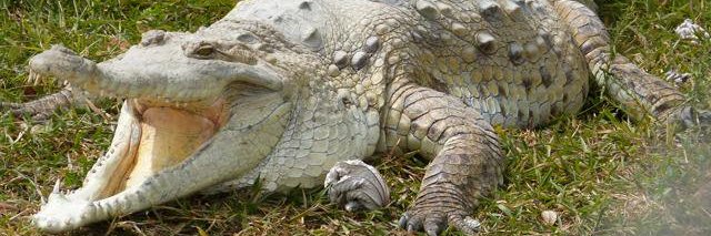 Caimanllanero's profile banner image