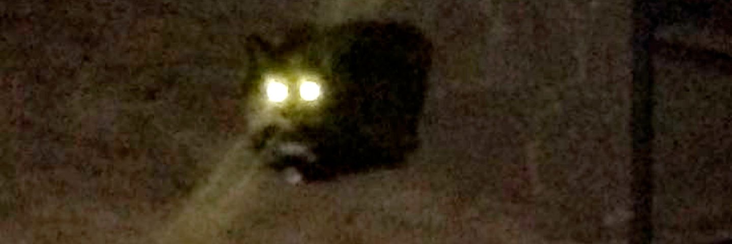 wolfonf1re's profile banner image
