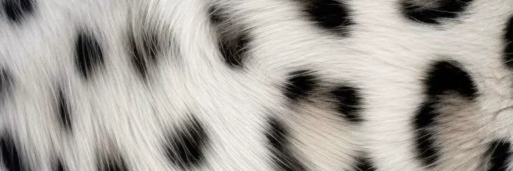 lezschuierer's profile banner image