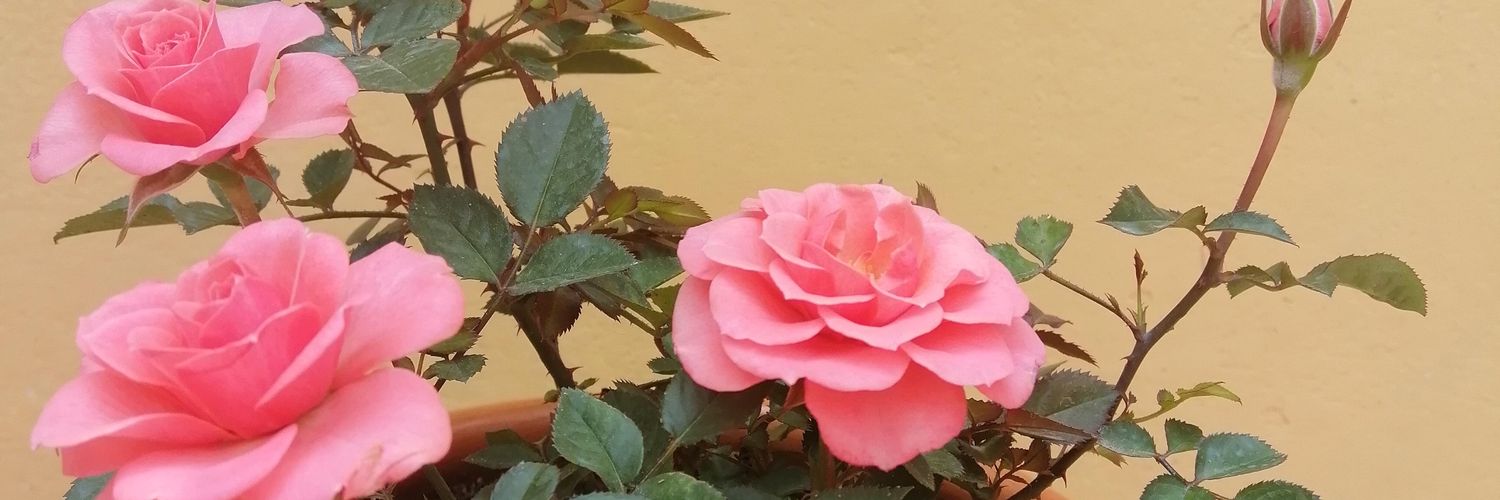 vcauchos's profile banner image