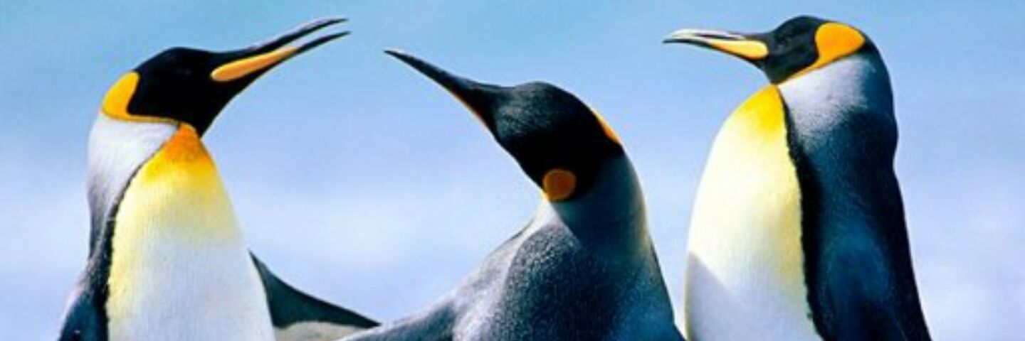 festarcy's profile banner image