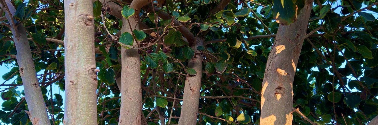 THE INVINCIBLE banner