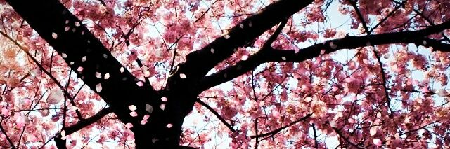 MH_Muslimah's profile banner image