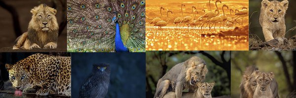 brijessh Profile Banner