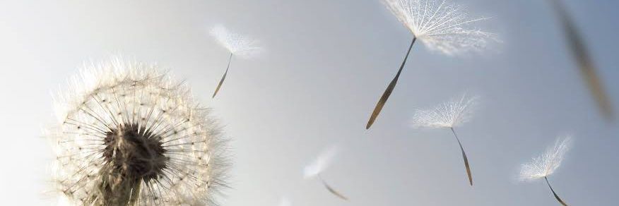 PPeebabo's profile banner image